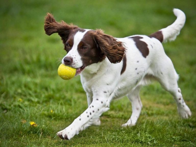 Dog Walking & Dog Sitting In & Around Caversham Dog Walking & Dog Sitting In & Around Caversham