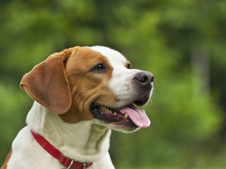 Dog Walking & Dog Sitting In & Around Caversham Dog Walking & Dog Sitting In & Around Caversham