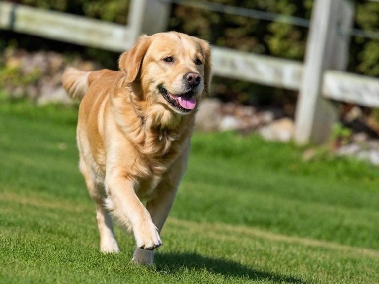 Dog Walking & Dog Sitting In & Around Caversham Dog Walking & Dog Sitting In & Around Caversham